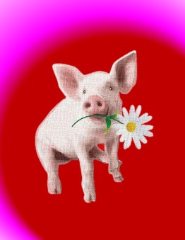Pig Valentine 2
